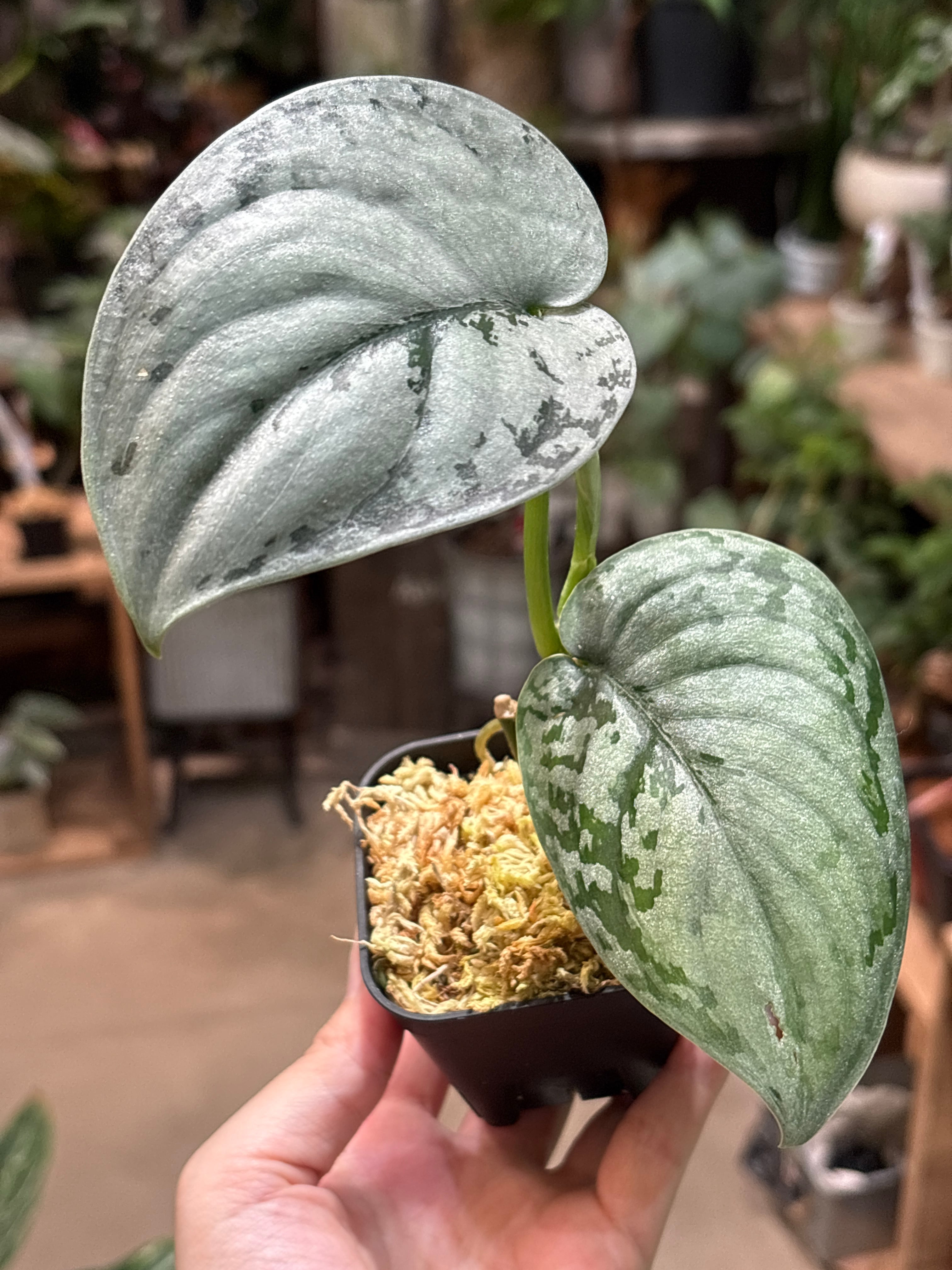 S225 スキンダプサス ブルイッシュグレイ | MIDORIYA 観葉植物専門店