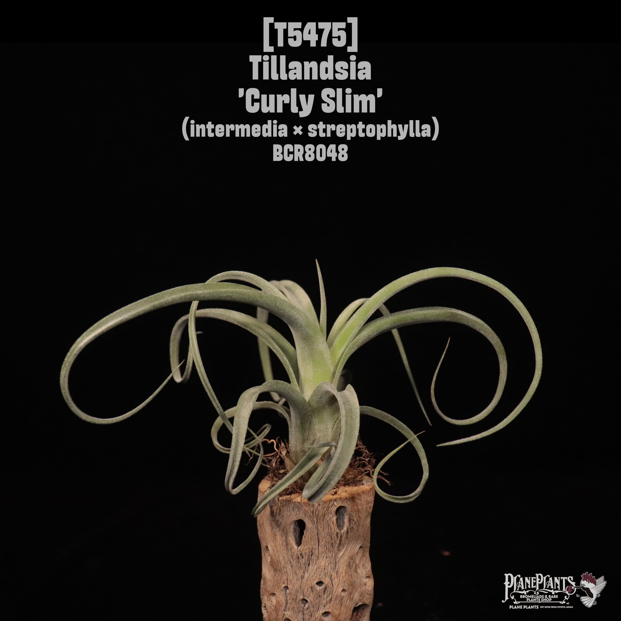 A B C | plane plants