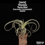 【送料無料】'Curly Slim'〔エアプランツ〕現品発送T5475