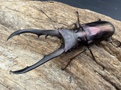 《メタリフェルホソアカ亜種フィナエ パープル系 63.5mm ペア》
