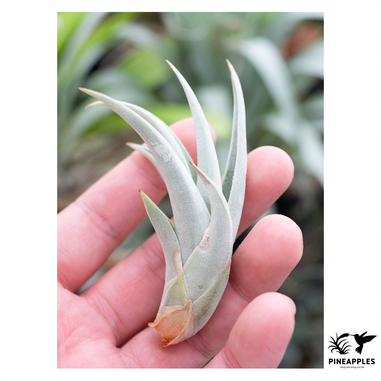 Tillandsia aff. barfussii 'Monster Clone' - 1
