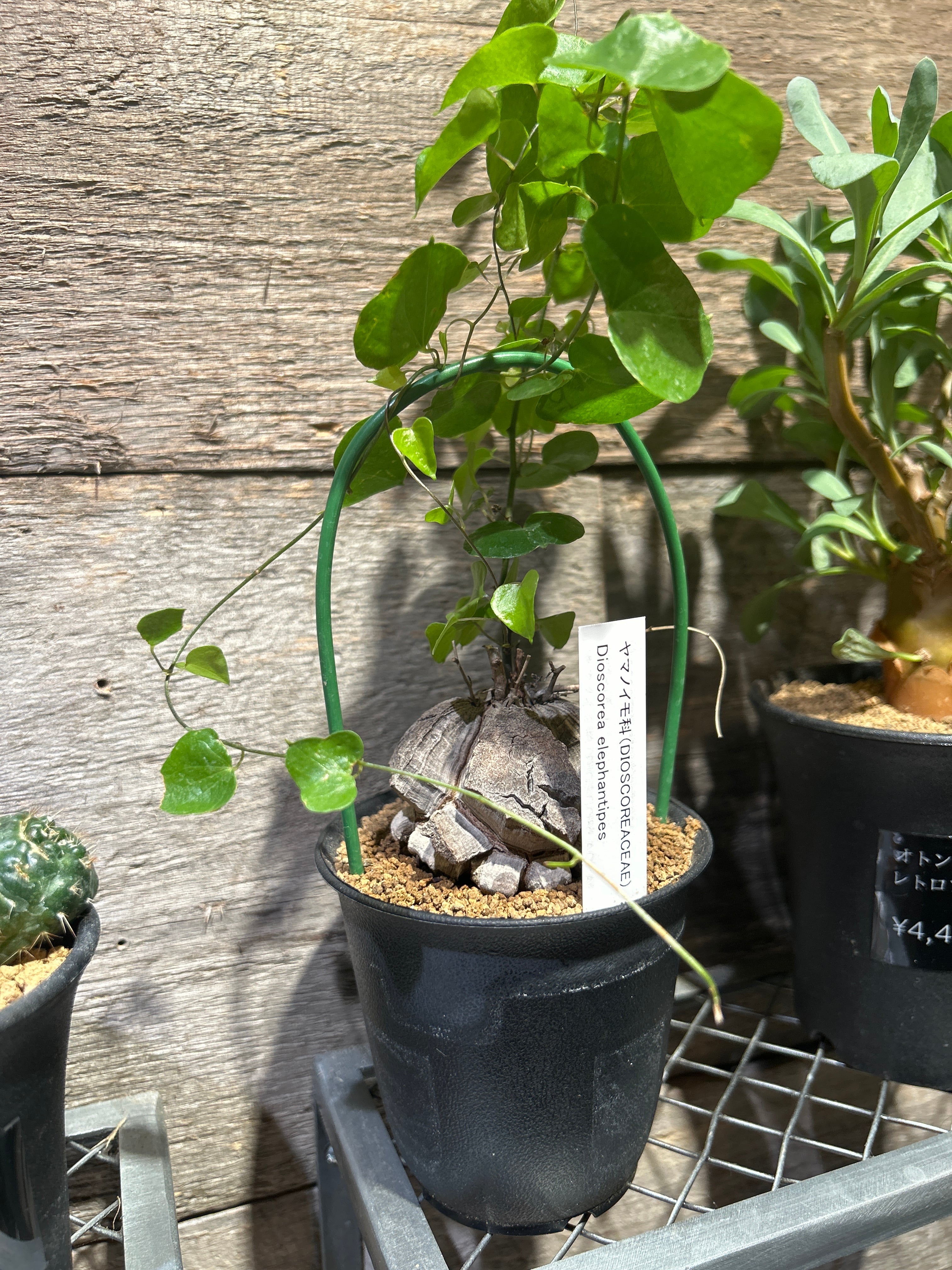 センナ メリディオナリス2.5号 | 植物との暮らし apricot