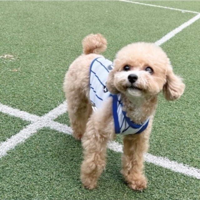 ルーキーダンク・クールな袖なし 全3種(赤・青・黒) 小型犬用 夏 洋服 クール素材