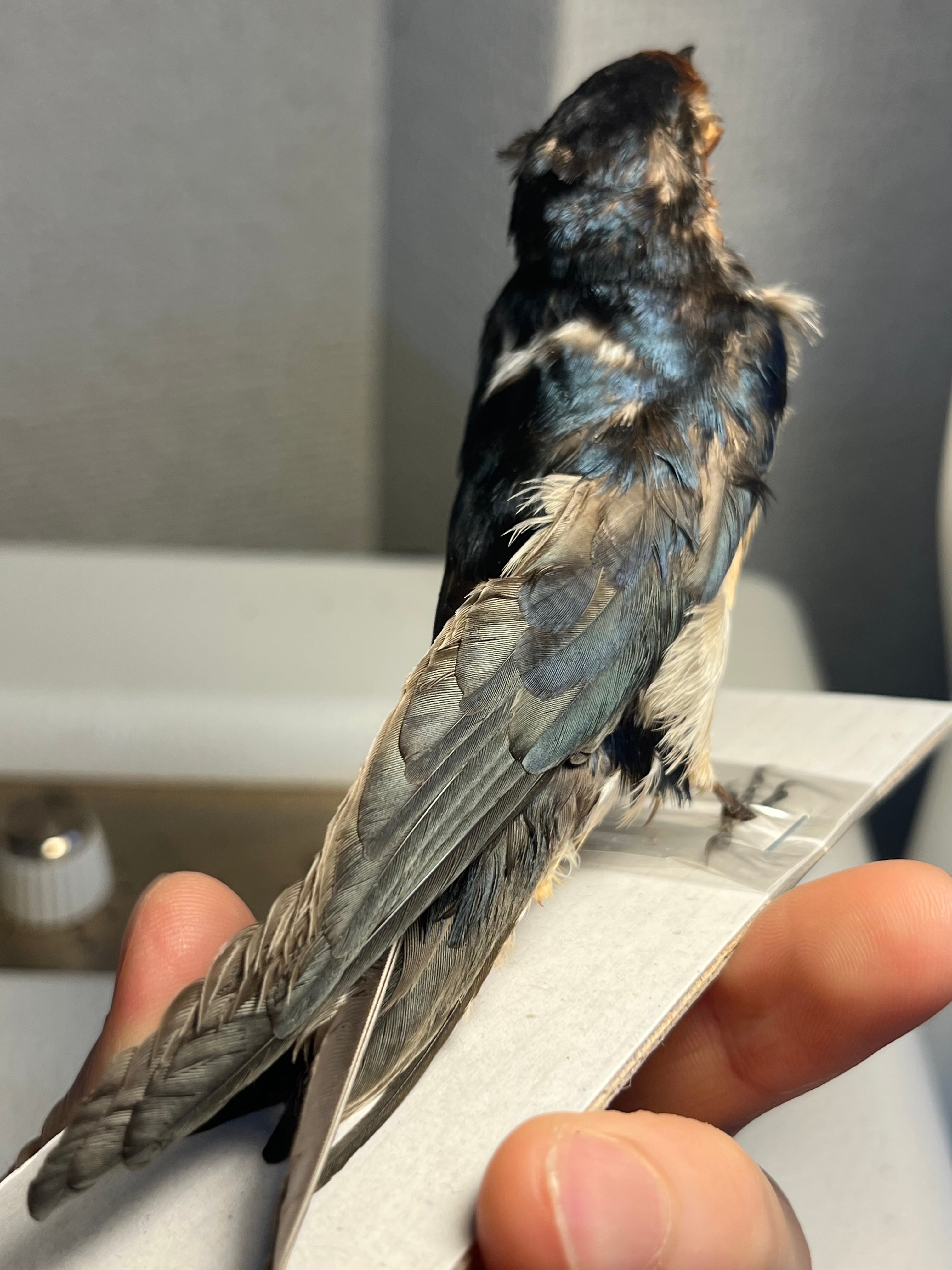 鳥剥製】ツバメ 標本 置物 インテリア スズメ 木彫り バードカービング