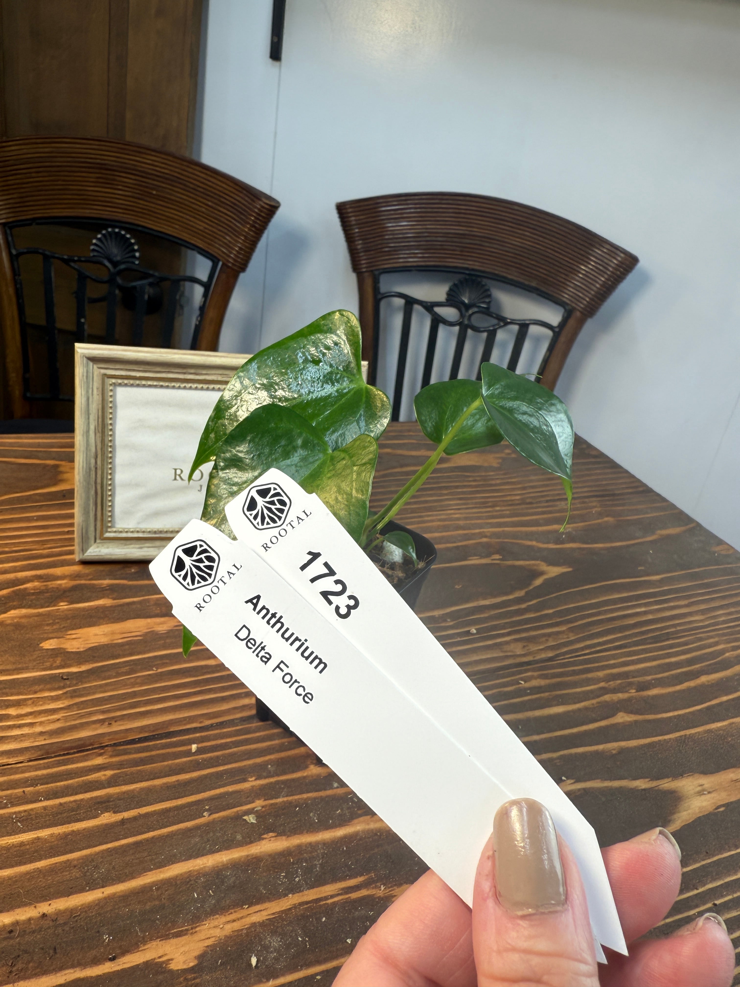 ★1723【上品さを感じるひと株】アンスリウムデルタフォース(75㎜ロングポット)