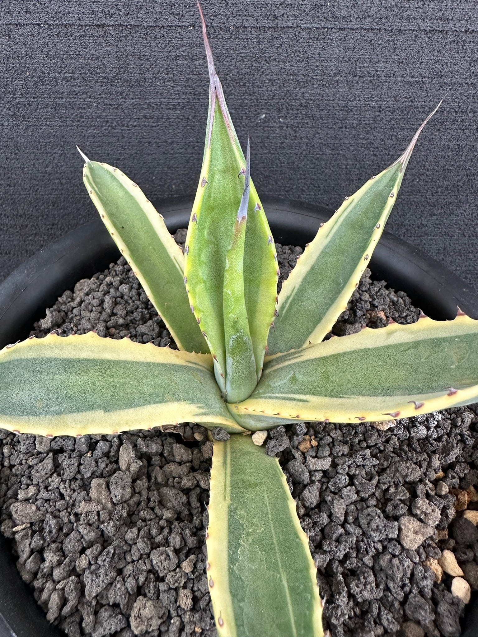 311 アガベ サルミアナ フェロックス ” バターフィンガー” Agave