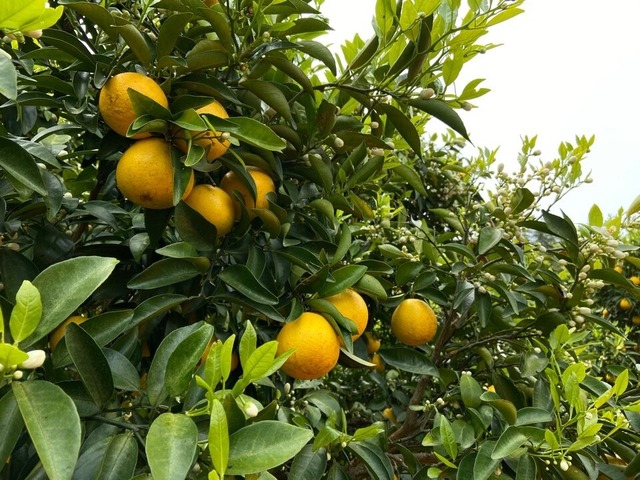 【送料込み】りぐる栽培小夏2㎏　（約15個～）