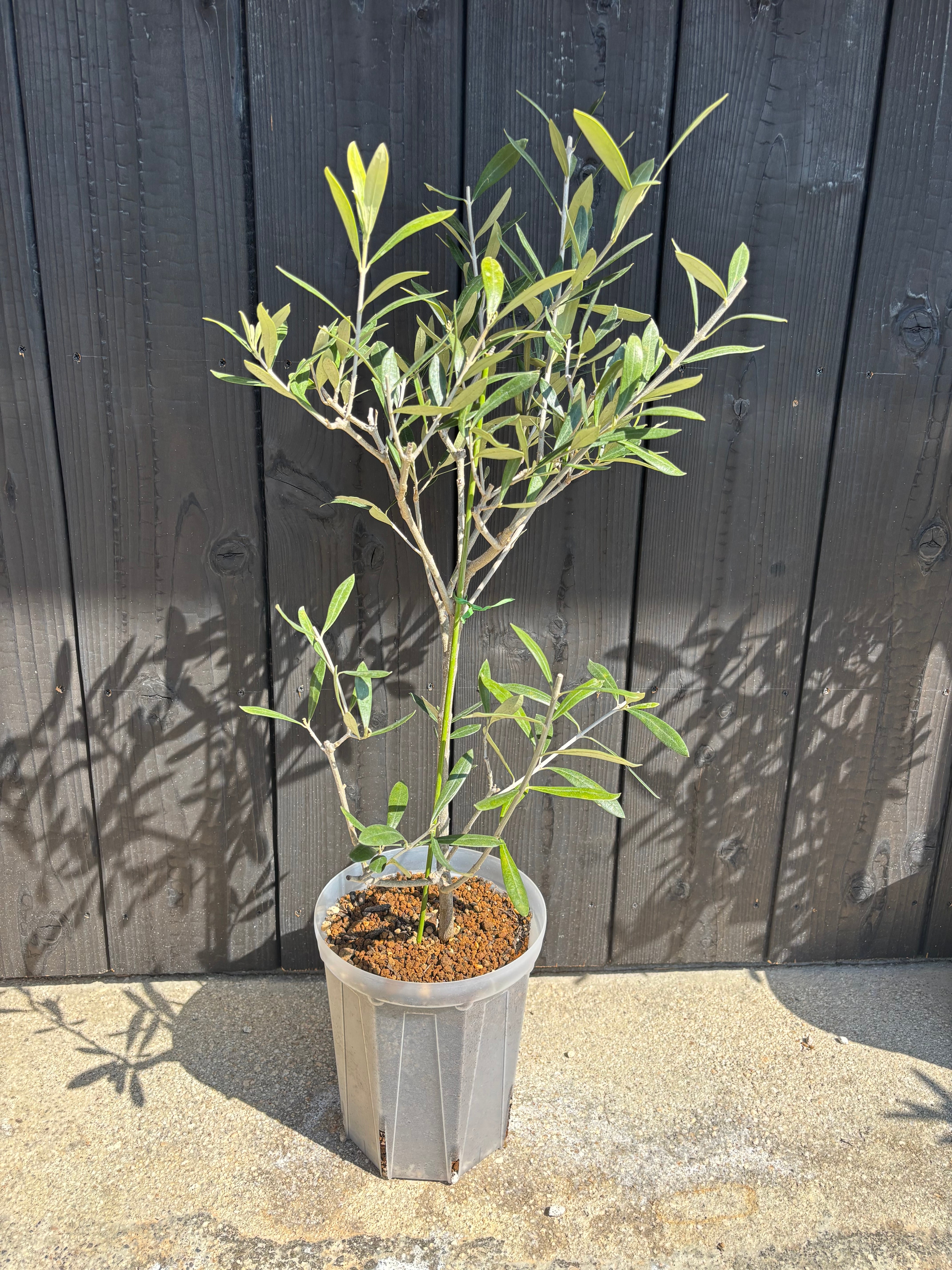 特選オリーブの木(6号) | ALETTE OLIVE