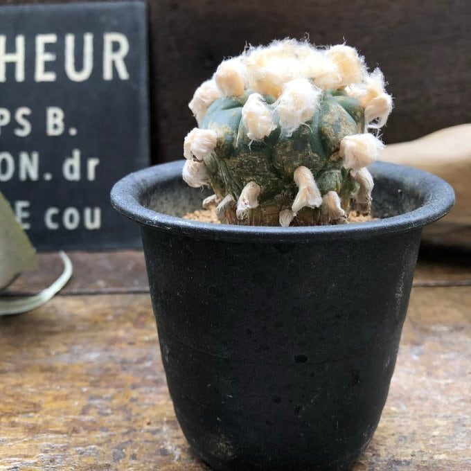 鳥羽玉】ロフォフォラ ペヨーテ サボテン 多肉植物 ロホホラ | 植物の