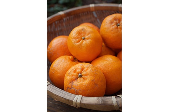 ポンカン(鹿児島県産)・1kg