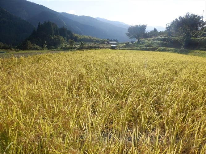 天日干し・自然栽培　旭　5ｋｇ　新米　玄米　令和5年度産　いのちの土の農園