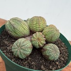 Euphorbia Obesa【ユーフォルビア・仔吹きオベサ】