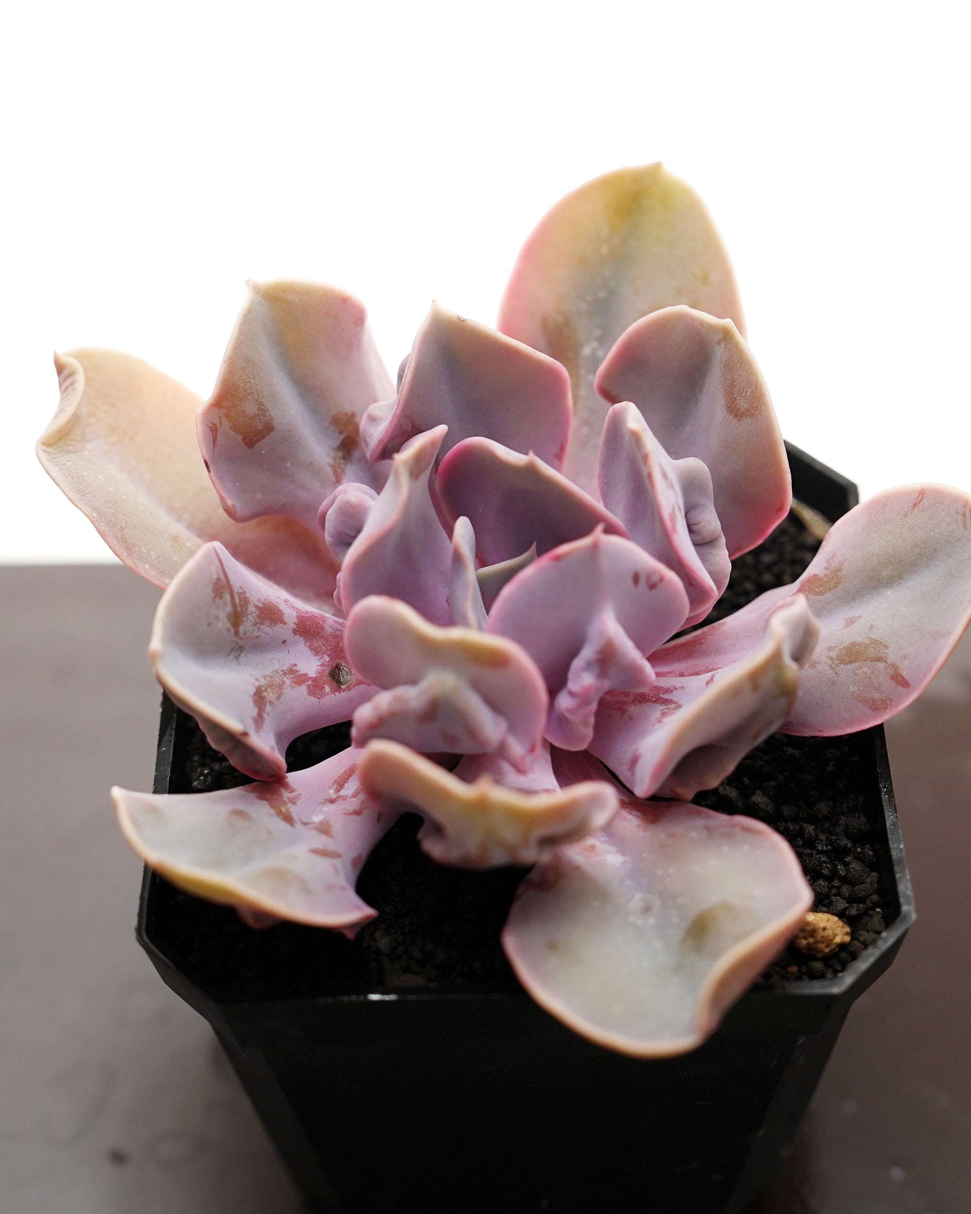 カット苗 ラブパール Echeveria 'Love Pearls' | PUKUBOOK SUCCULENTS