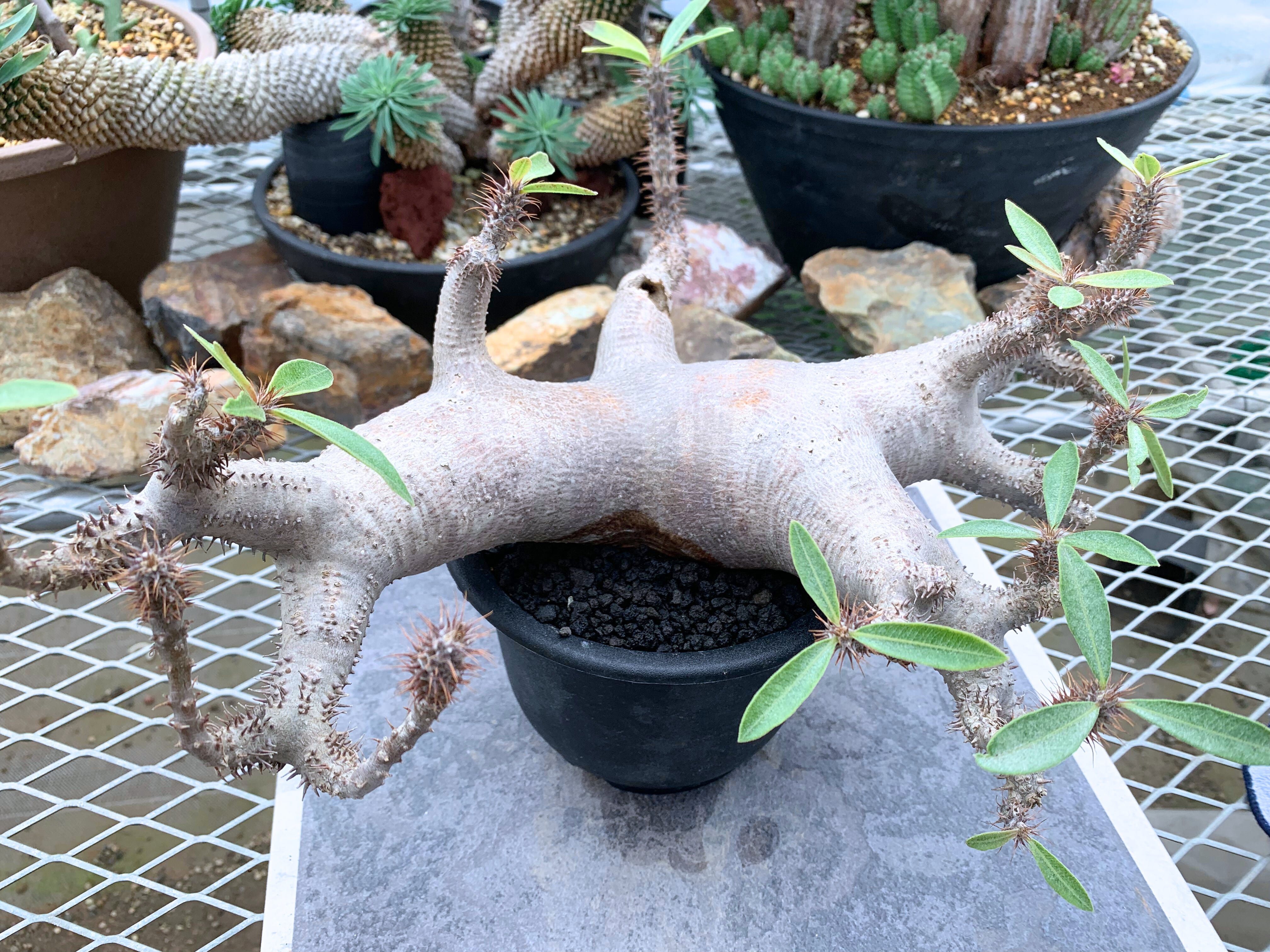 パキポディウム マカイエンセ P023【送料着払い】 | CACTUS330