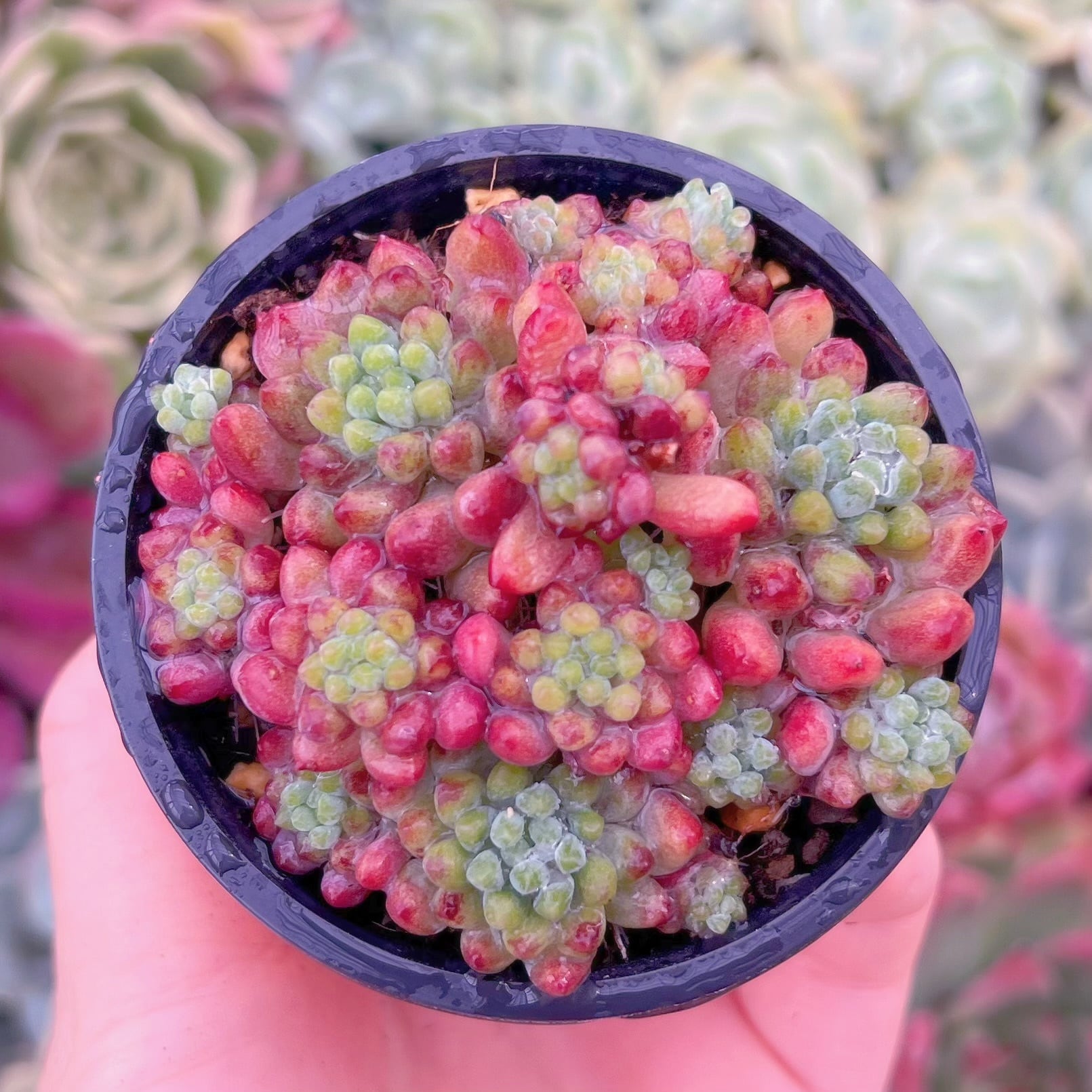 現品　花火#B40　るる農園