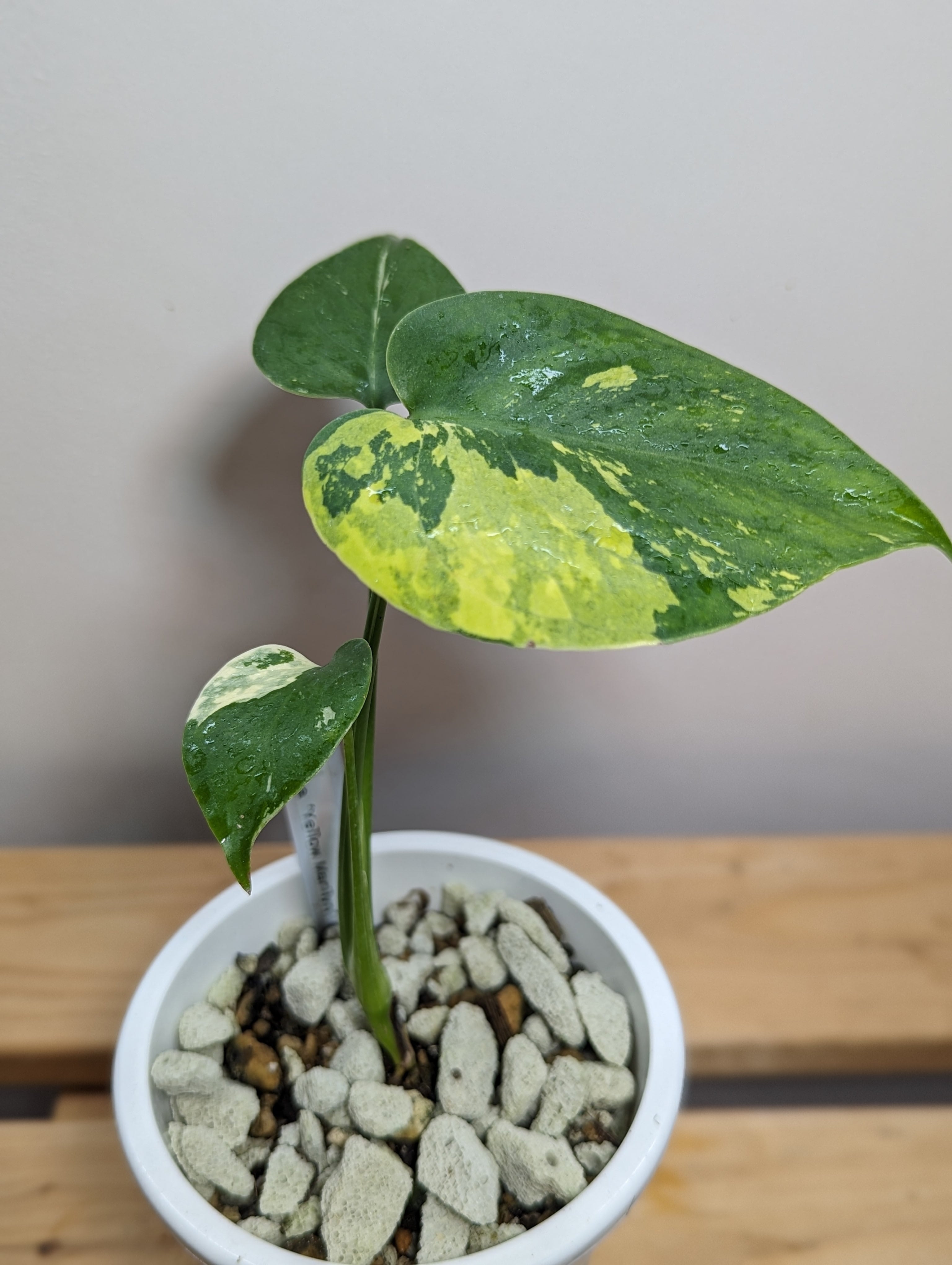 モンステラ デリシオーサ実生株 斑入り イエローマリリン 激レア継続 