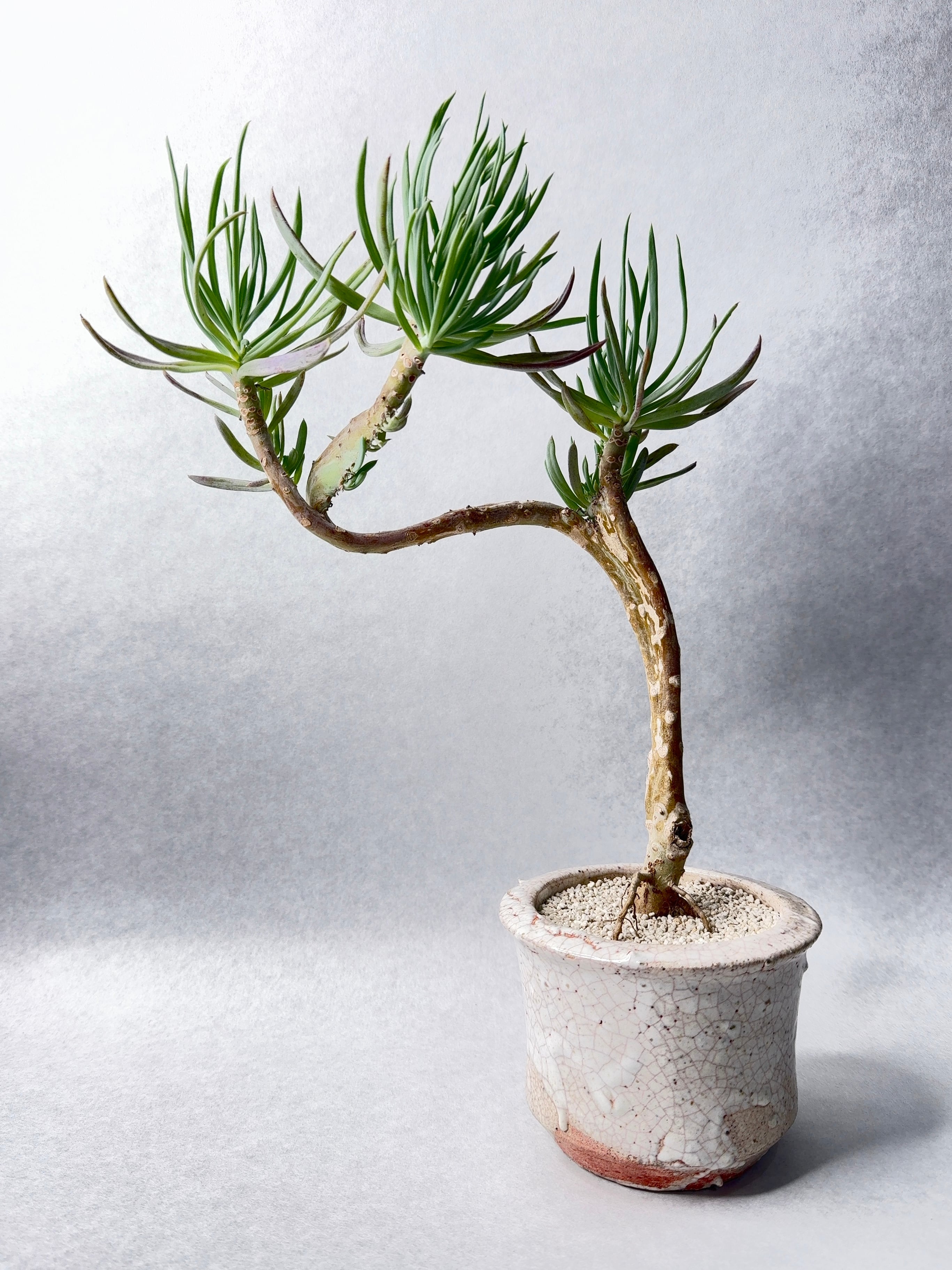 セネキオ・美空鉾綴化