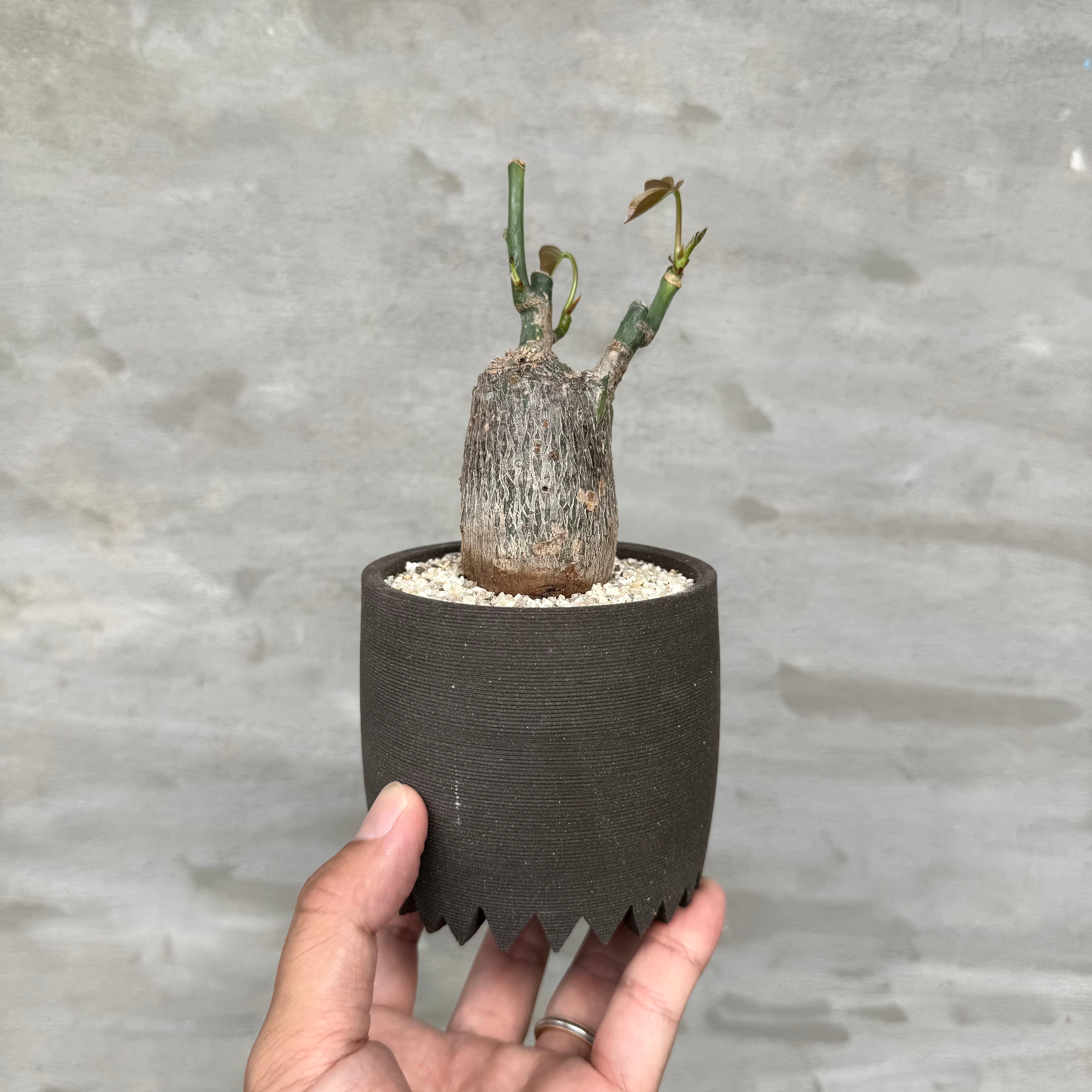 パキポディウム ウィンゾリー実生株　バリエム鉢 植物×鉢】パキポディウム ウィンゾリー 国内実生株 × VALIEM BRERO S