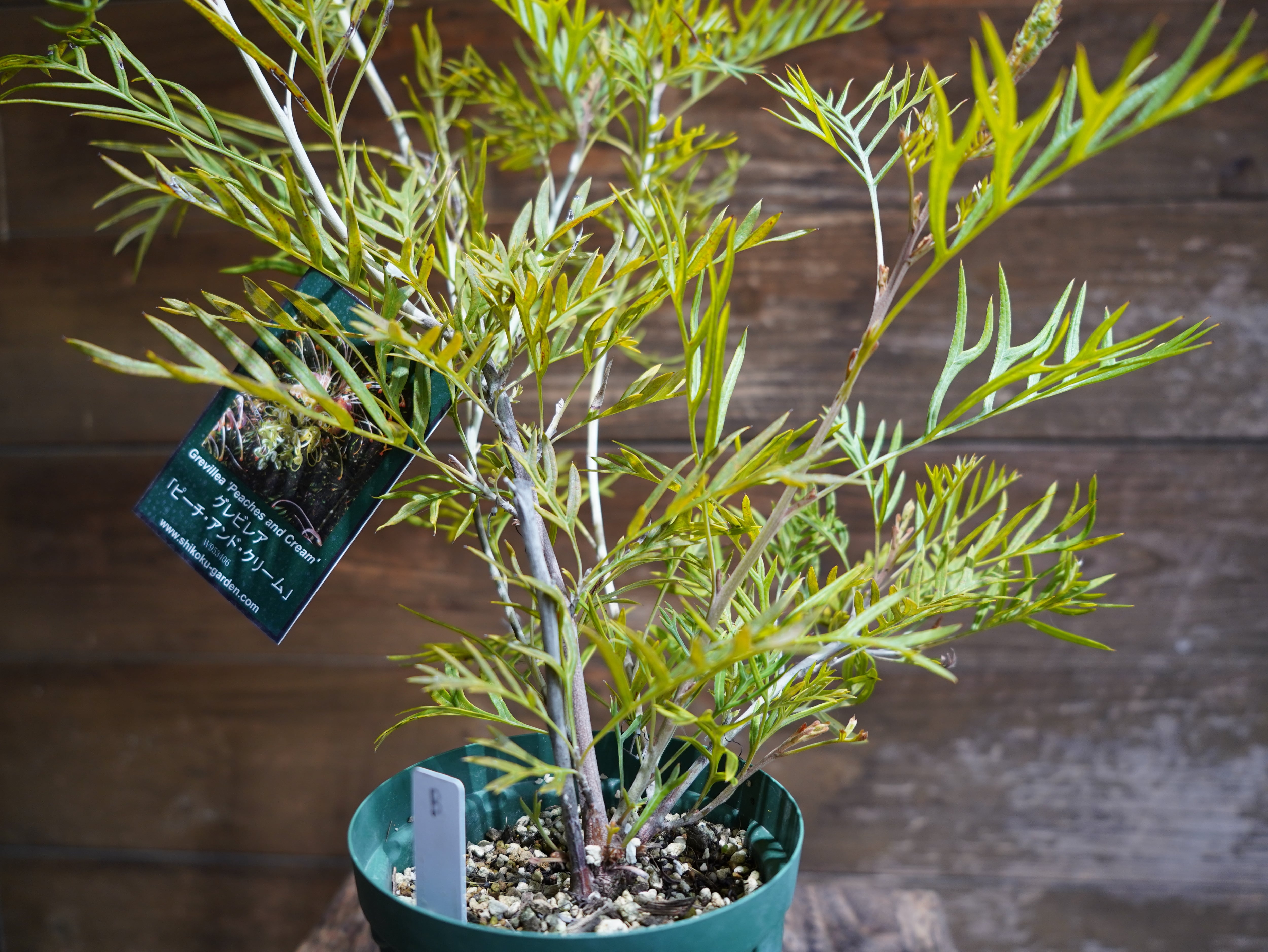 【現物】グレビレア　”ピーチアンドクリーム”　B