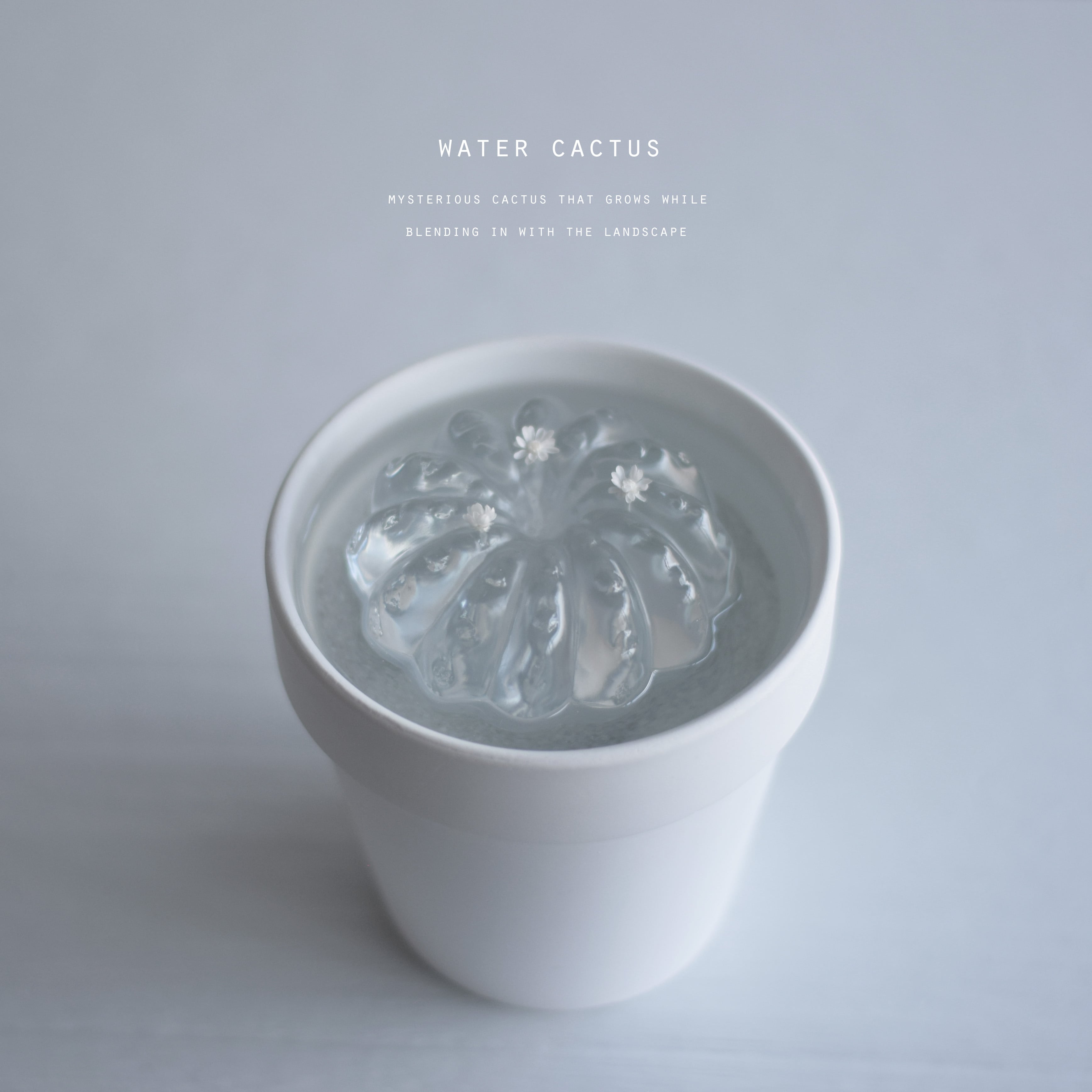 サボテンとサボ天使（baby) | echidna