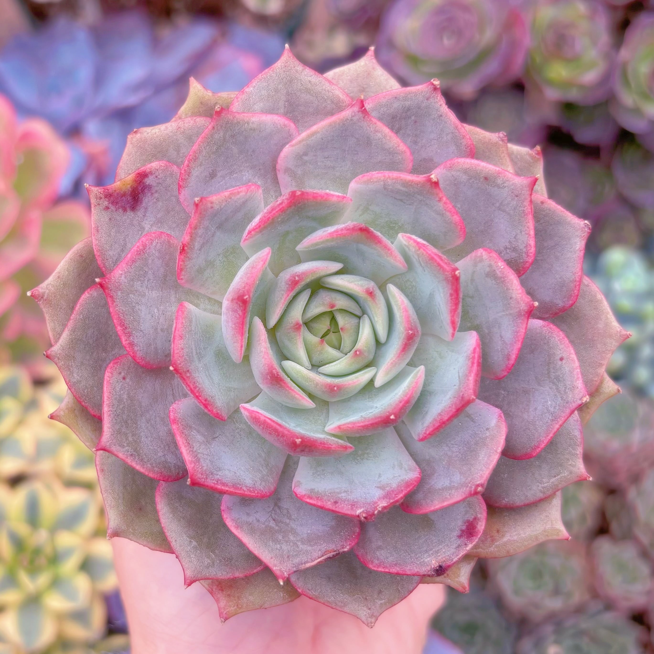 現品　ローラxエボニー#A07　希少　るる農園