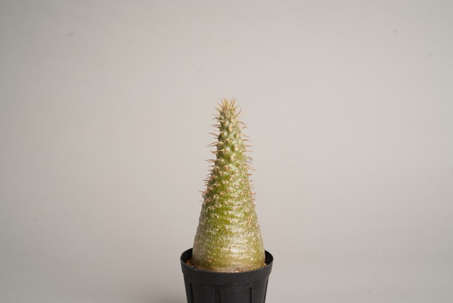 パキポディウム グラキリス no. 1〈発根済み〉