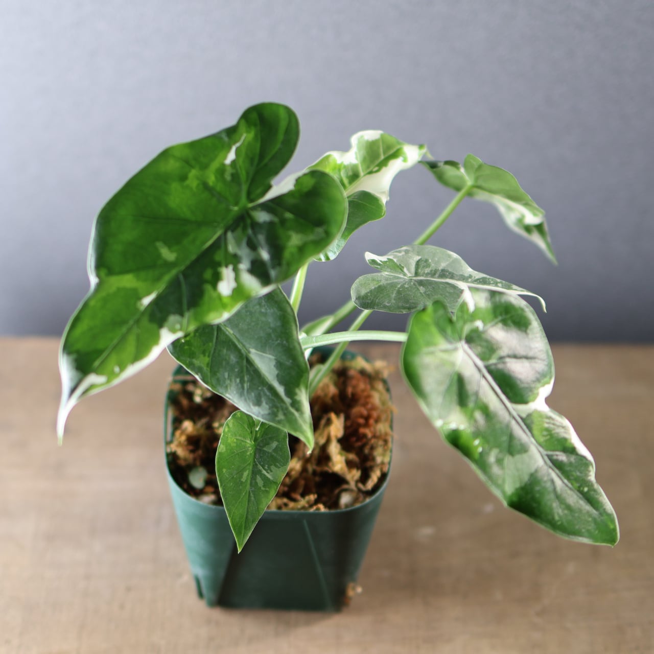 575『斑入り クワズイモ』観葉植物【送料無料】 | MARX PLANTS | 観葉