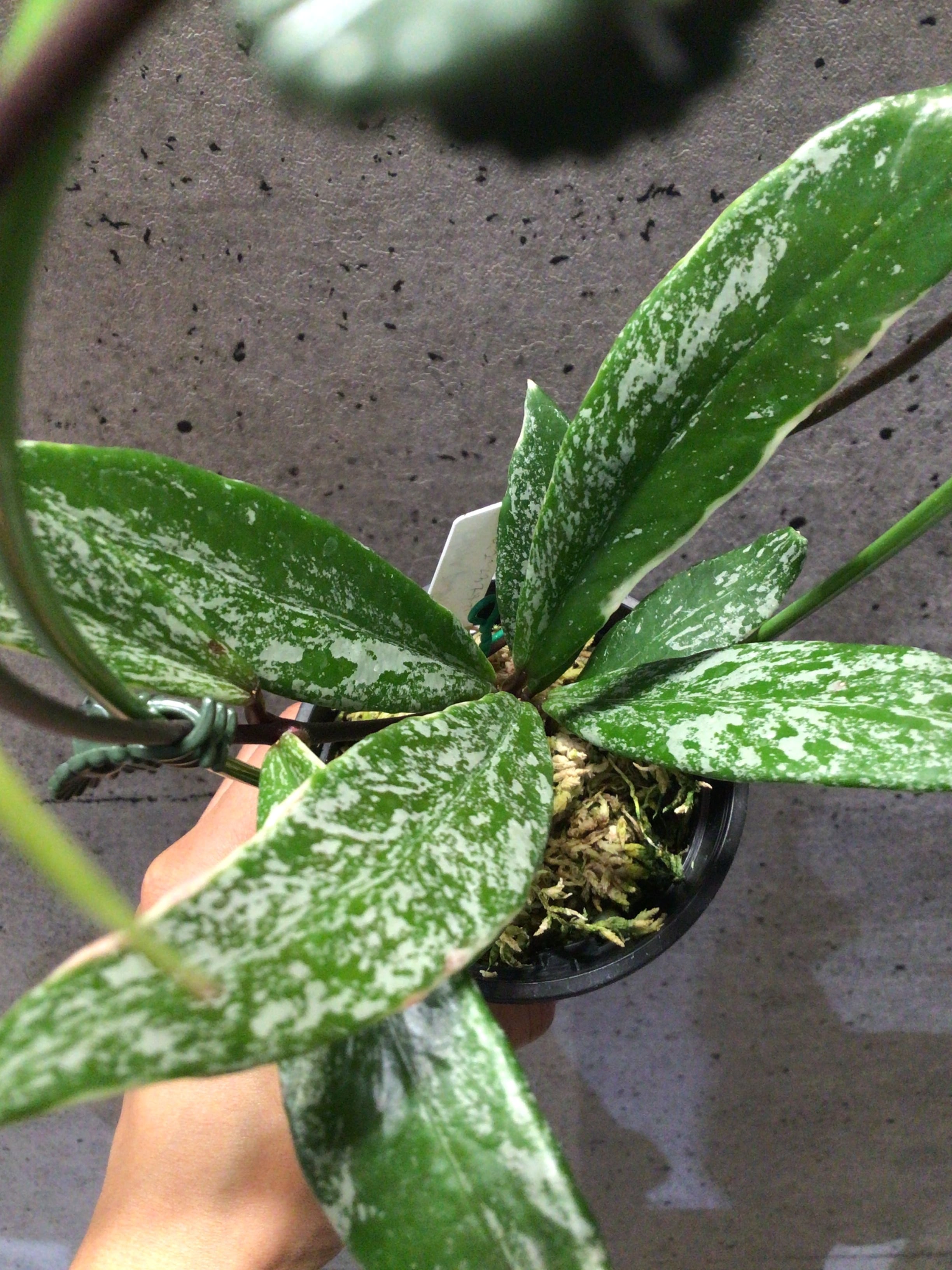 ホヤ プビカリクス アルボ マルギナータ | MIDORIYA 観葉植物専門店