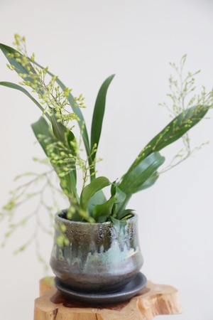 【M】オンシジウム トゥインクル/Oncidium Twinkle