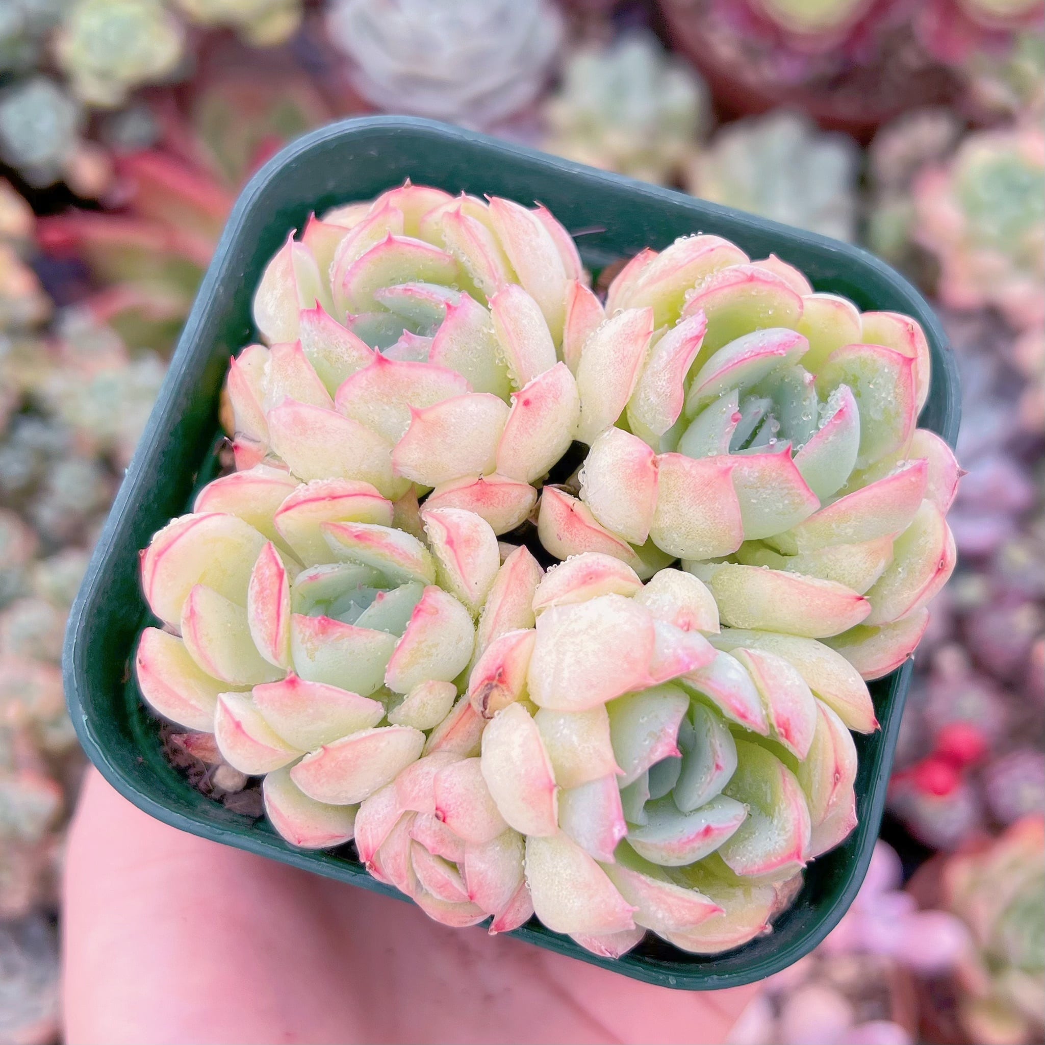 現品　ストロベリーアイス#C27   古株   るる農園