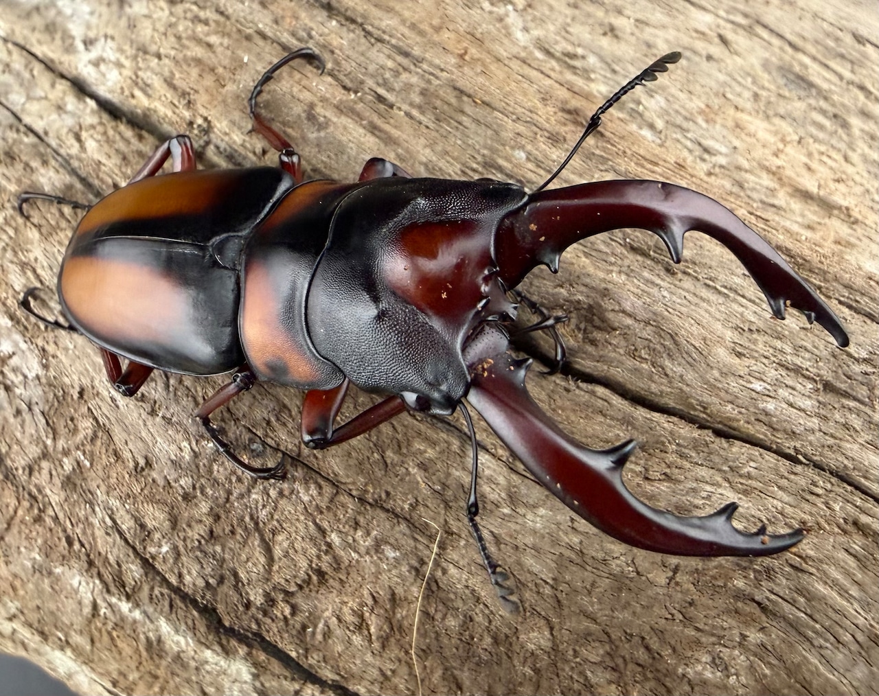 即ブリ《ミラビリスノコギリクワガタ 60mm ♂単》