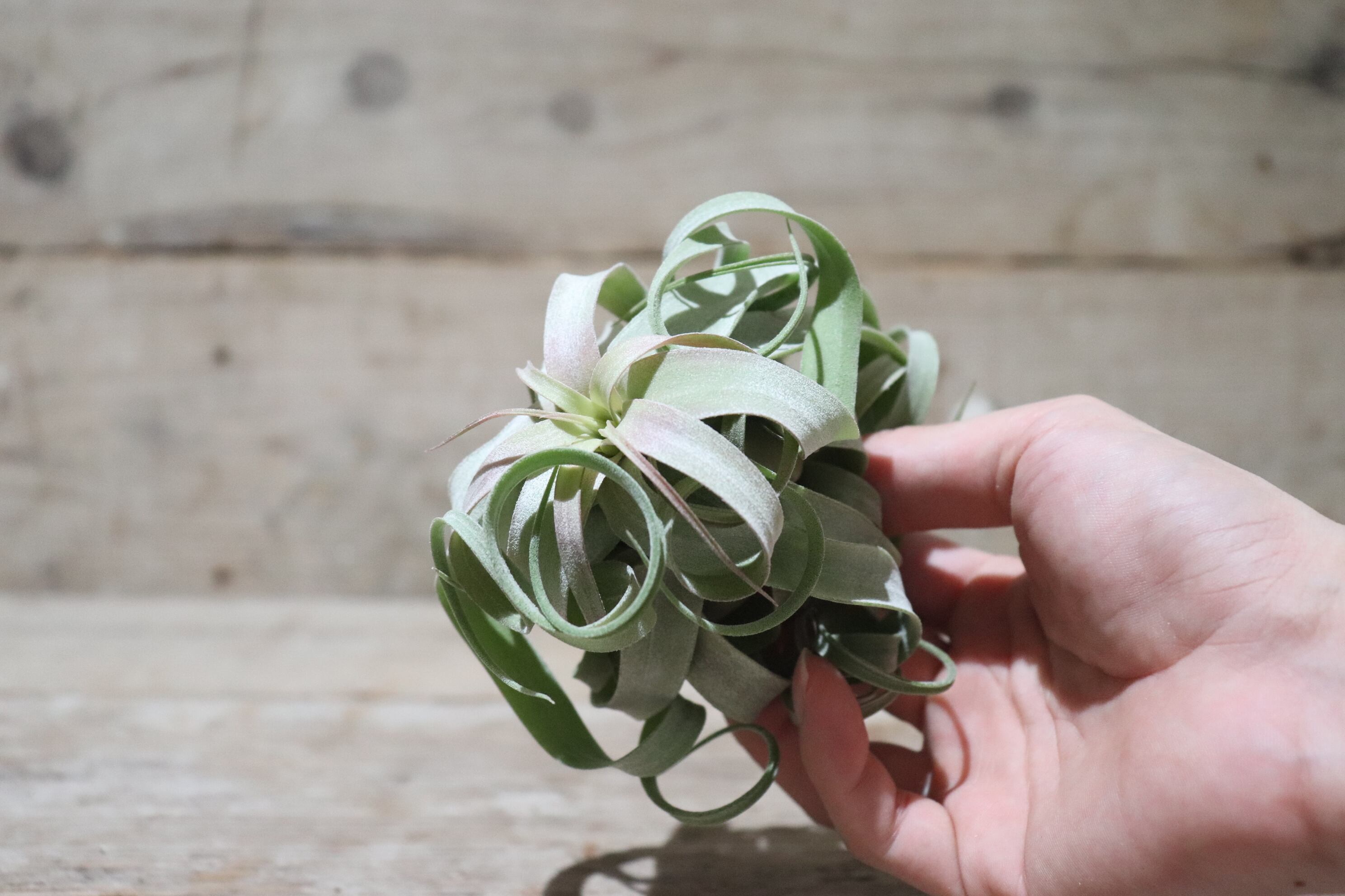 送料無料】ストレプトフィラ L〔エアプランツ〕現品発送T2113 | plane