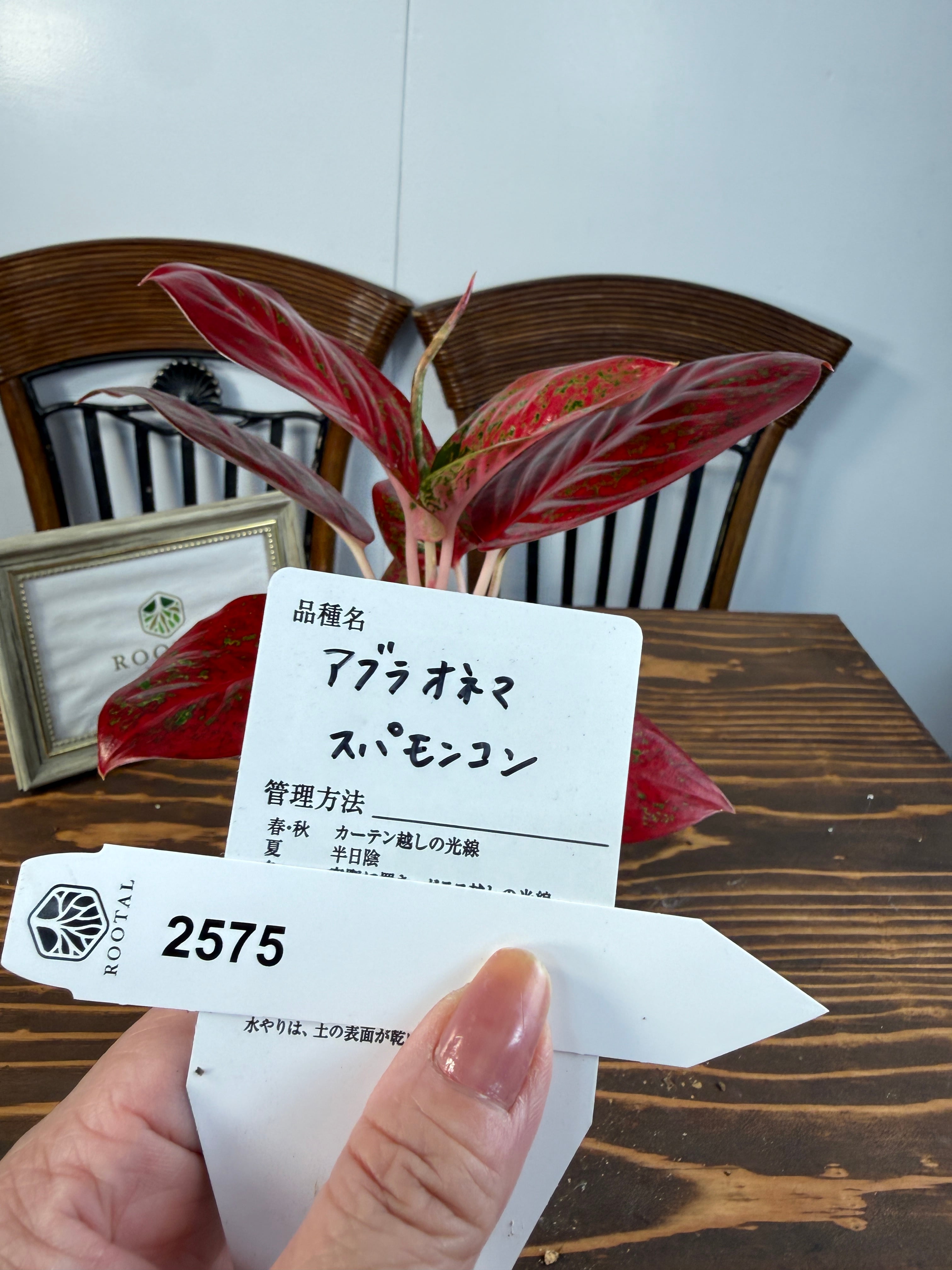 ★2575【圧巻の紅葉】アグラオネマ スパモンコン(3.5号硬質ロングポット)