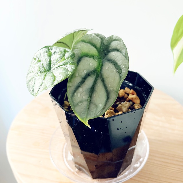 《希少》アロカシア バキンダ シルバードラゴン Sサイズ 観葉植物 calm cafe