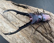 【美麗】《メタリフェルホソアカ亜種finae 78mm ペア》わたくわ氏ブリード個体