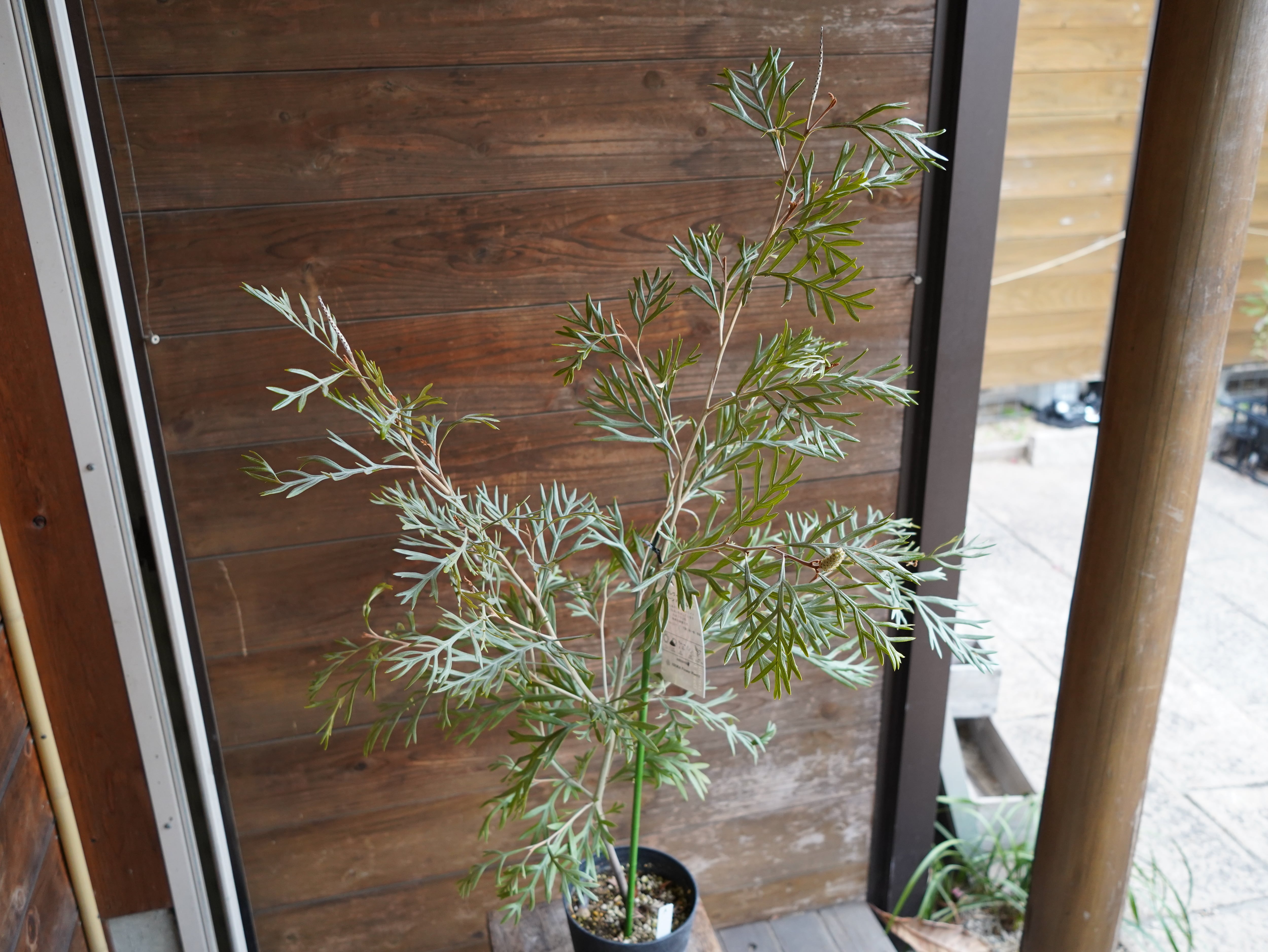 【現物】グレビレア ”ドーンパープル” A