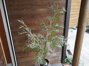 【現物】グレビレア ”ドーンパープル” A