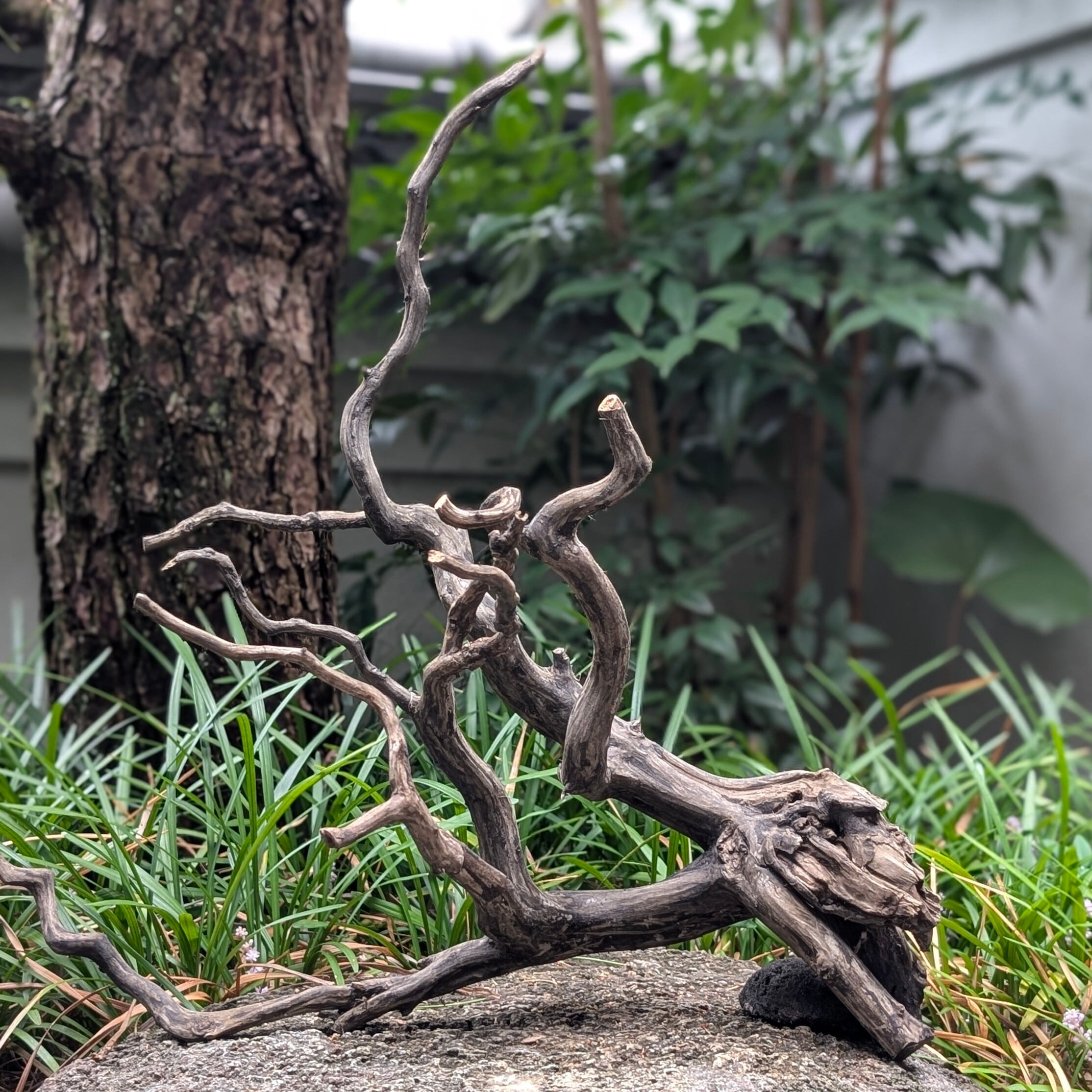 ブラックスマトラブランチウッド【BSB100】流木 アク抜き処理