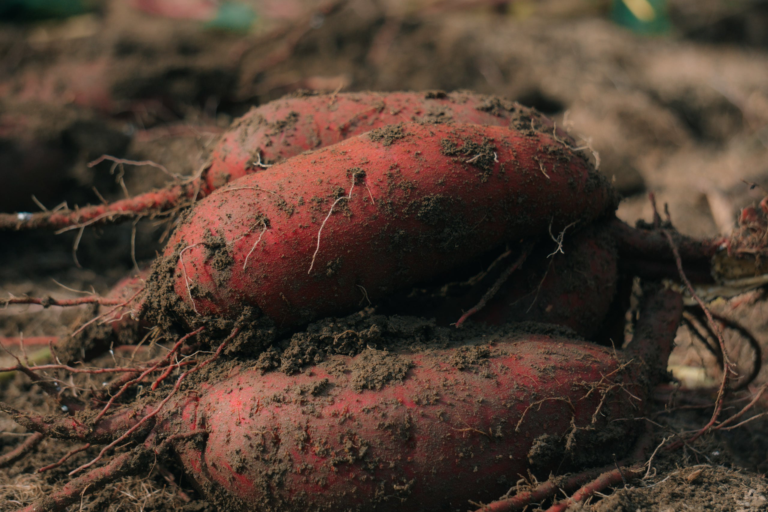 【予約販売】京都産|熟成 紅はるか 1kg|農薬・化学肥料・除草剤不使用|産地直送