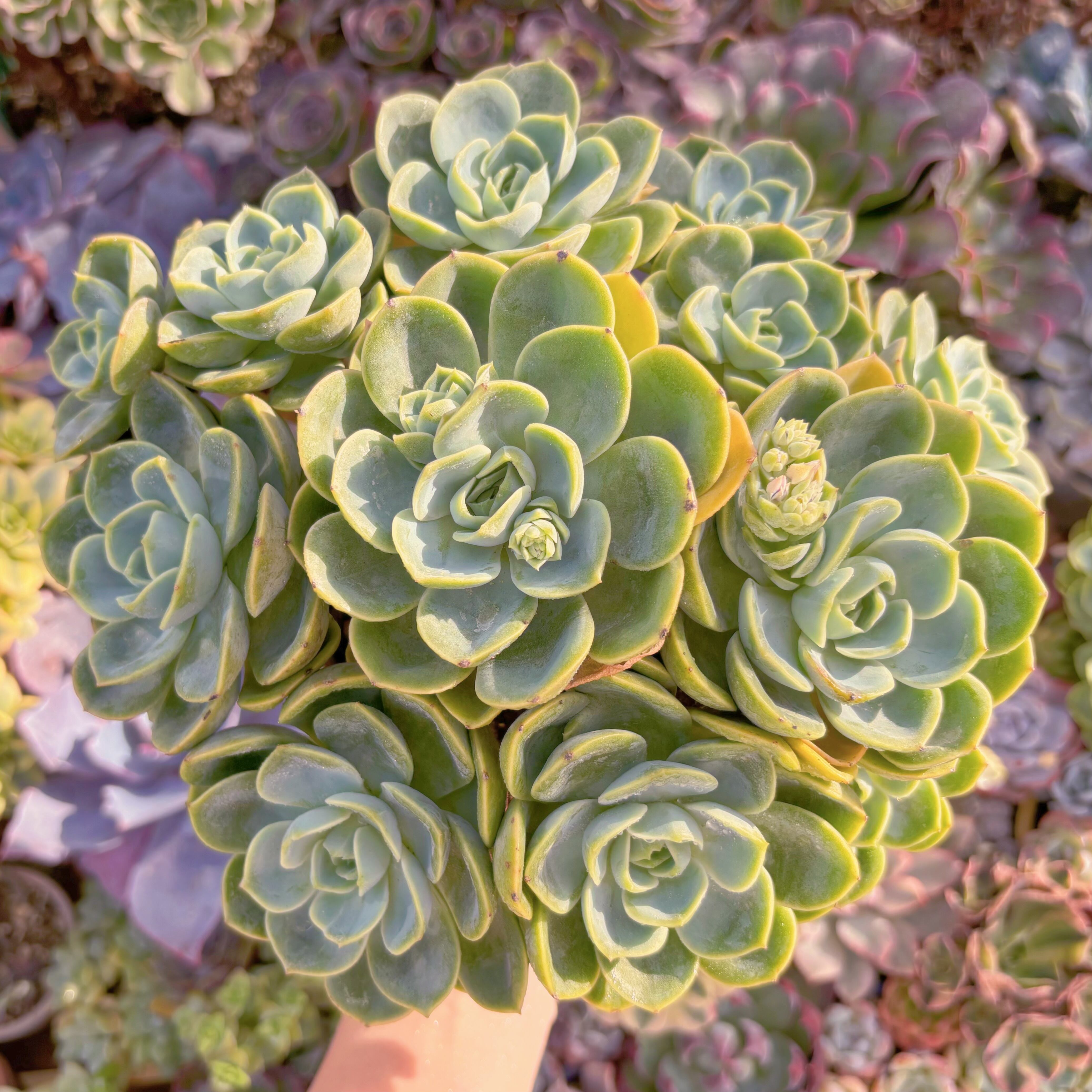 現品　メロン#542　理想的な株姿　特特大群生　新入荷　るる農園