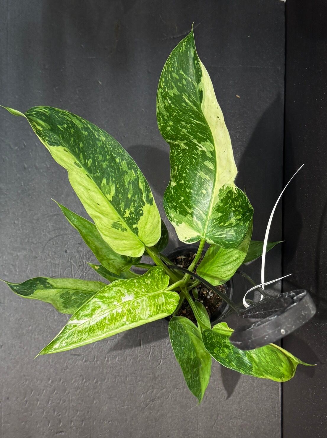 ジョセボーノ フィロデンドロン 斑入り 観葉植物 3.5号 ハンギング