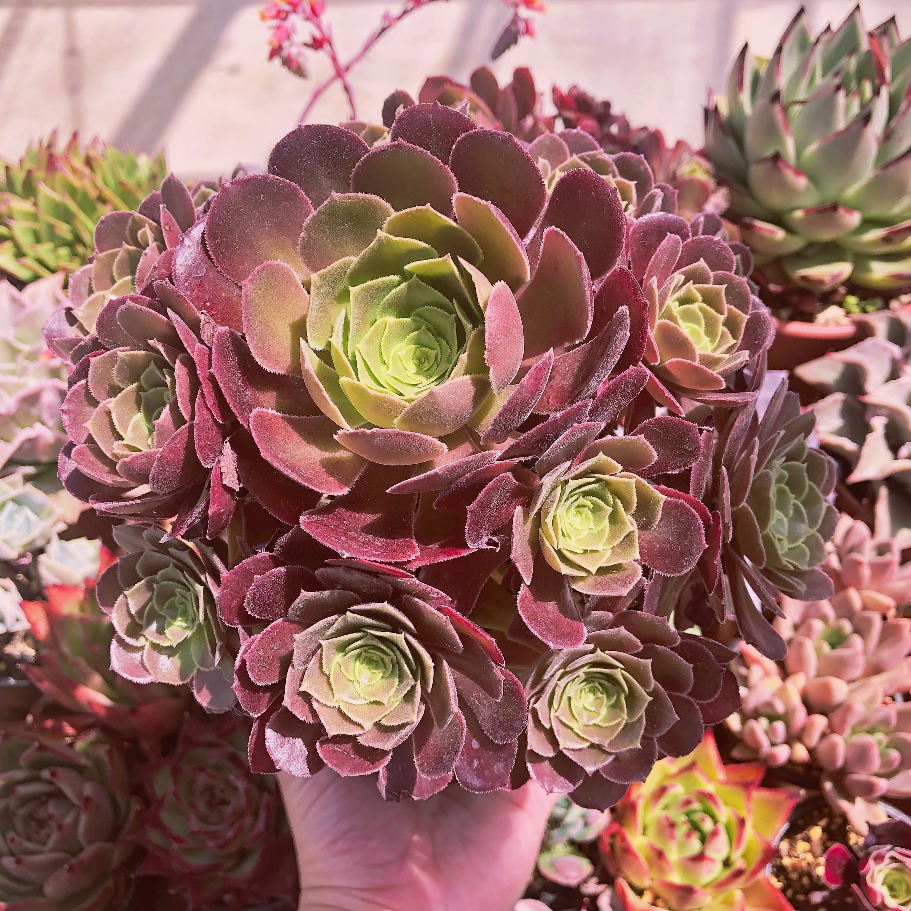 多肉植物　マジックローズ　特大群生　