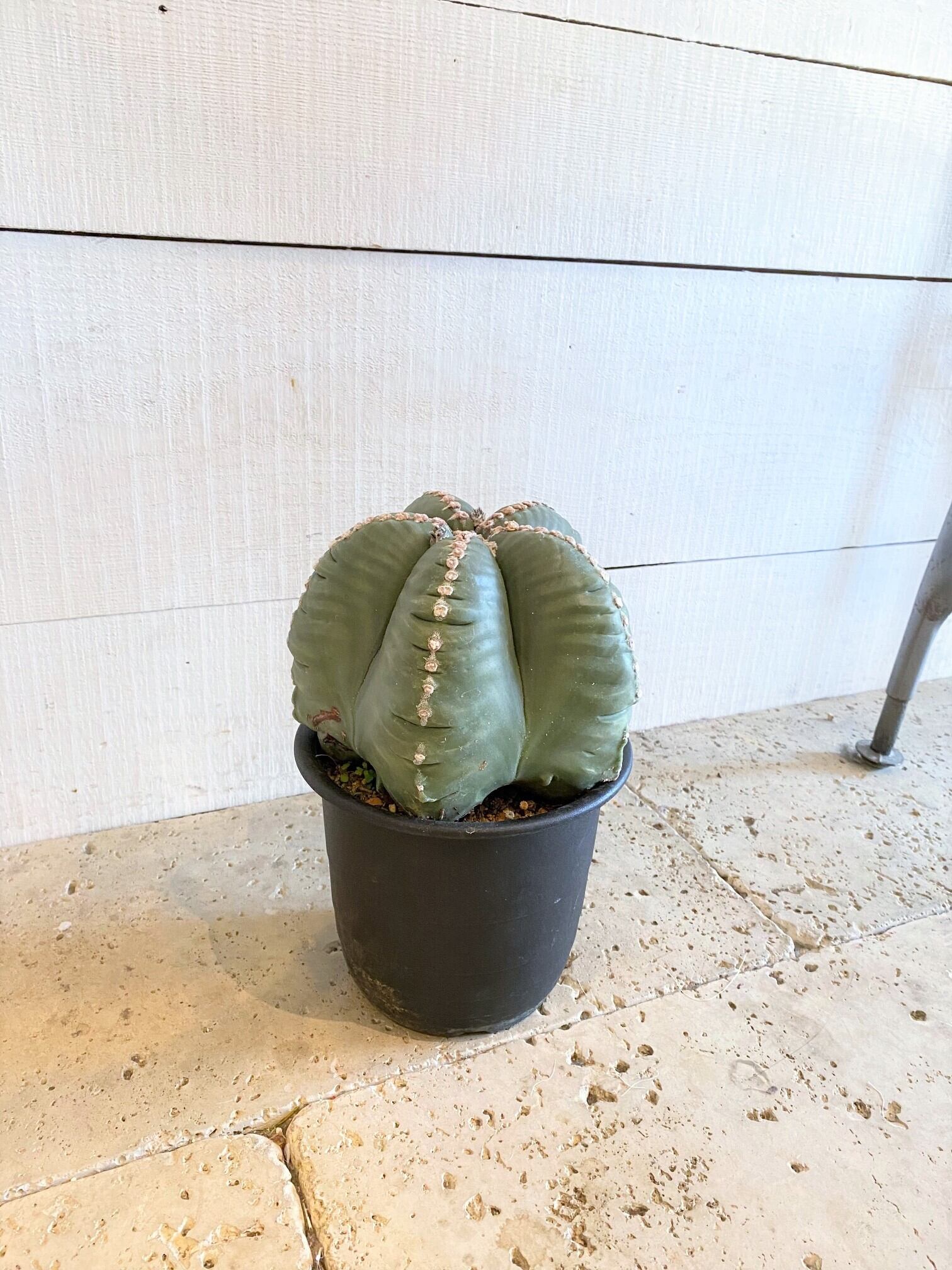 サボテン ランポー玉 ※5号鉢サイズ | Botanical56