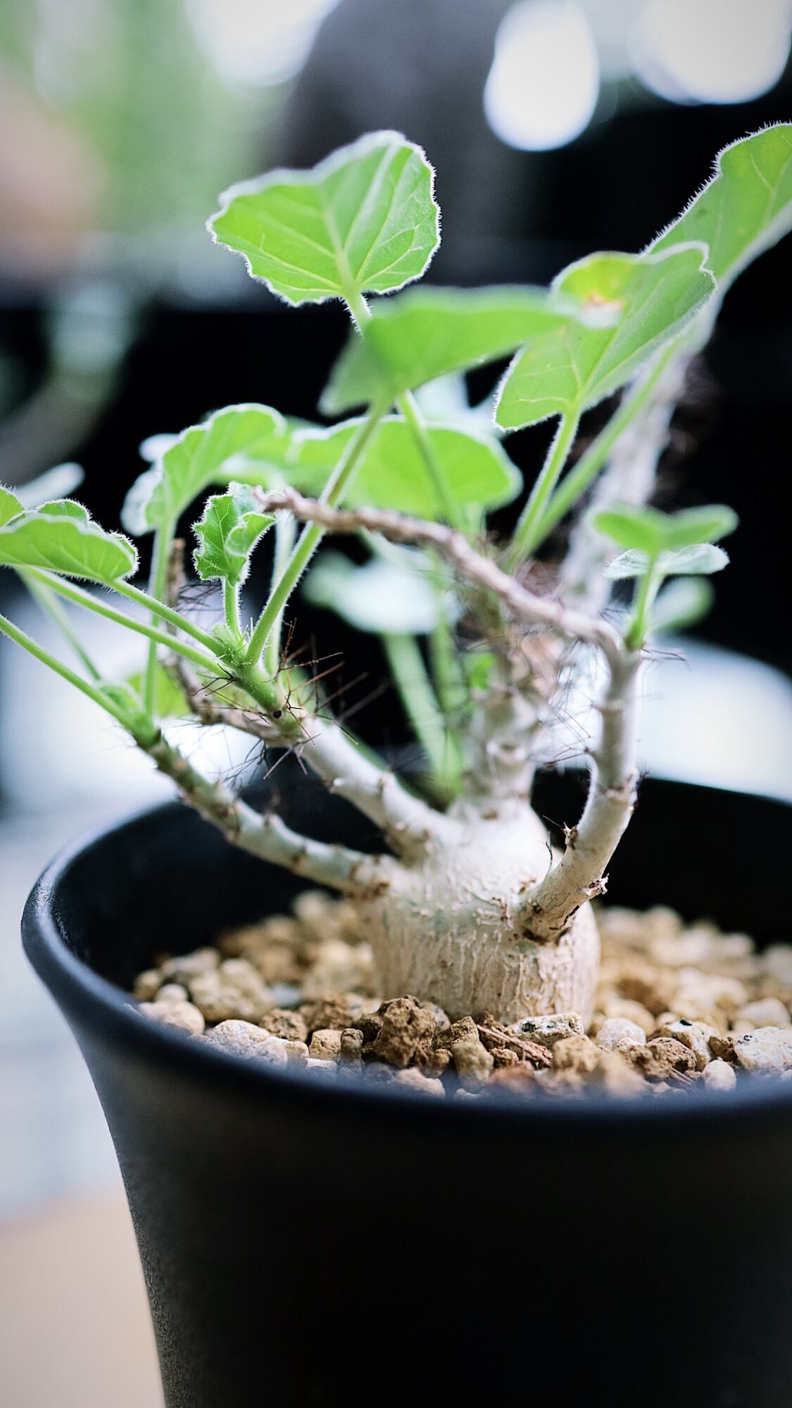 ヤトロファ マルギナータパキプスパキポディウム塊根植物 ヤトロファ マルギナータパキプスパキポディウム塊根植物