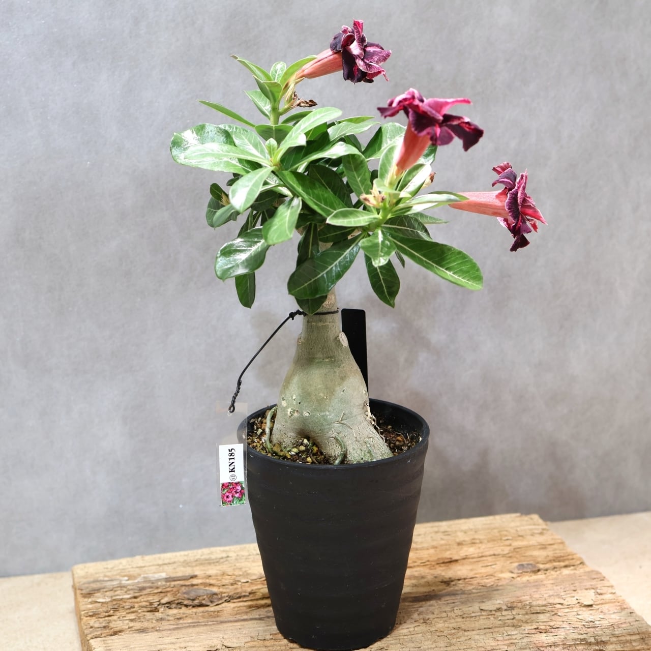 318 その花に目を奪われる『アデニウム KN185』観葉植物 【送料無料