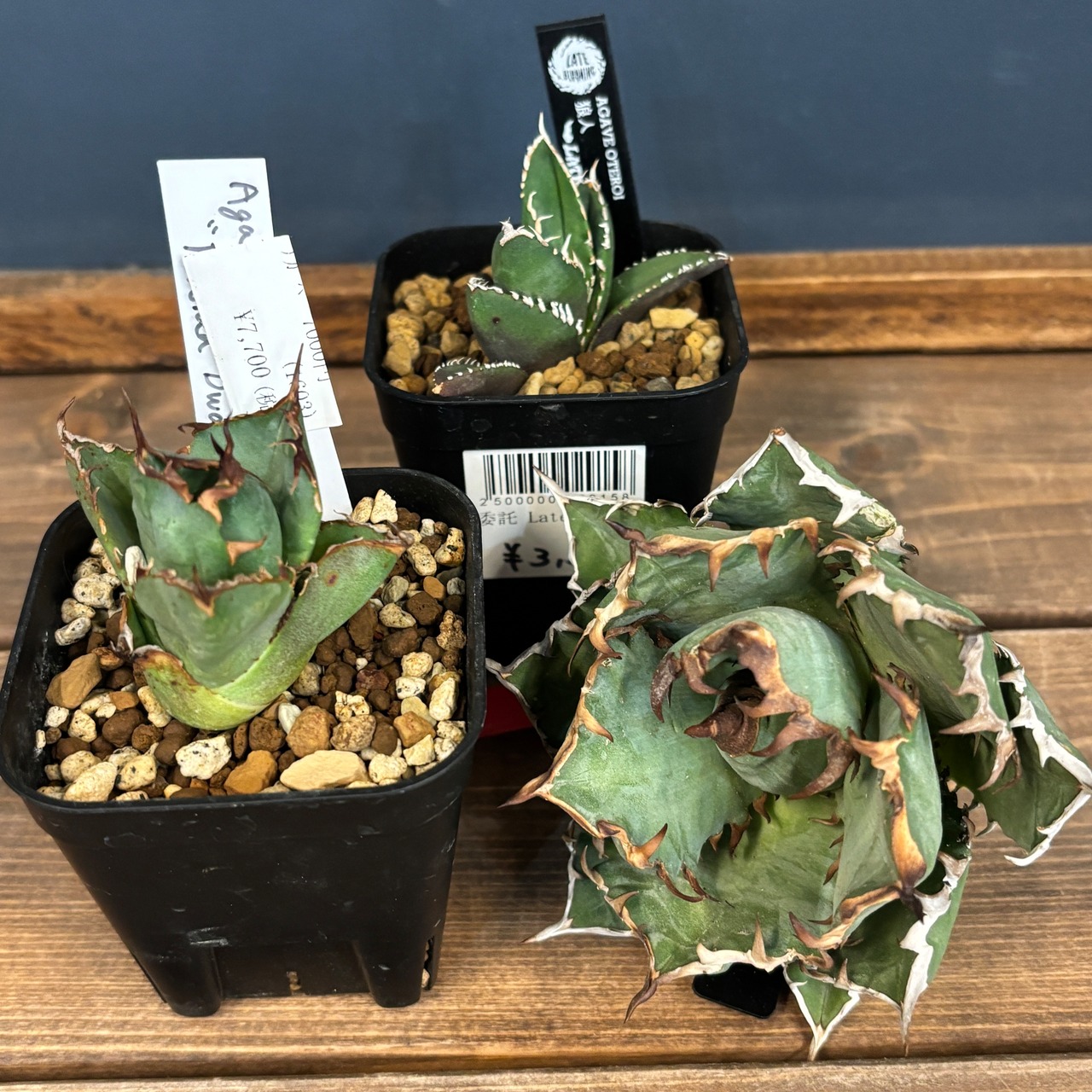 2026年 アガベ福袋 10,000円