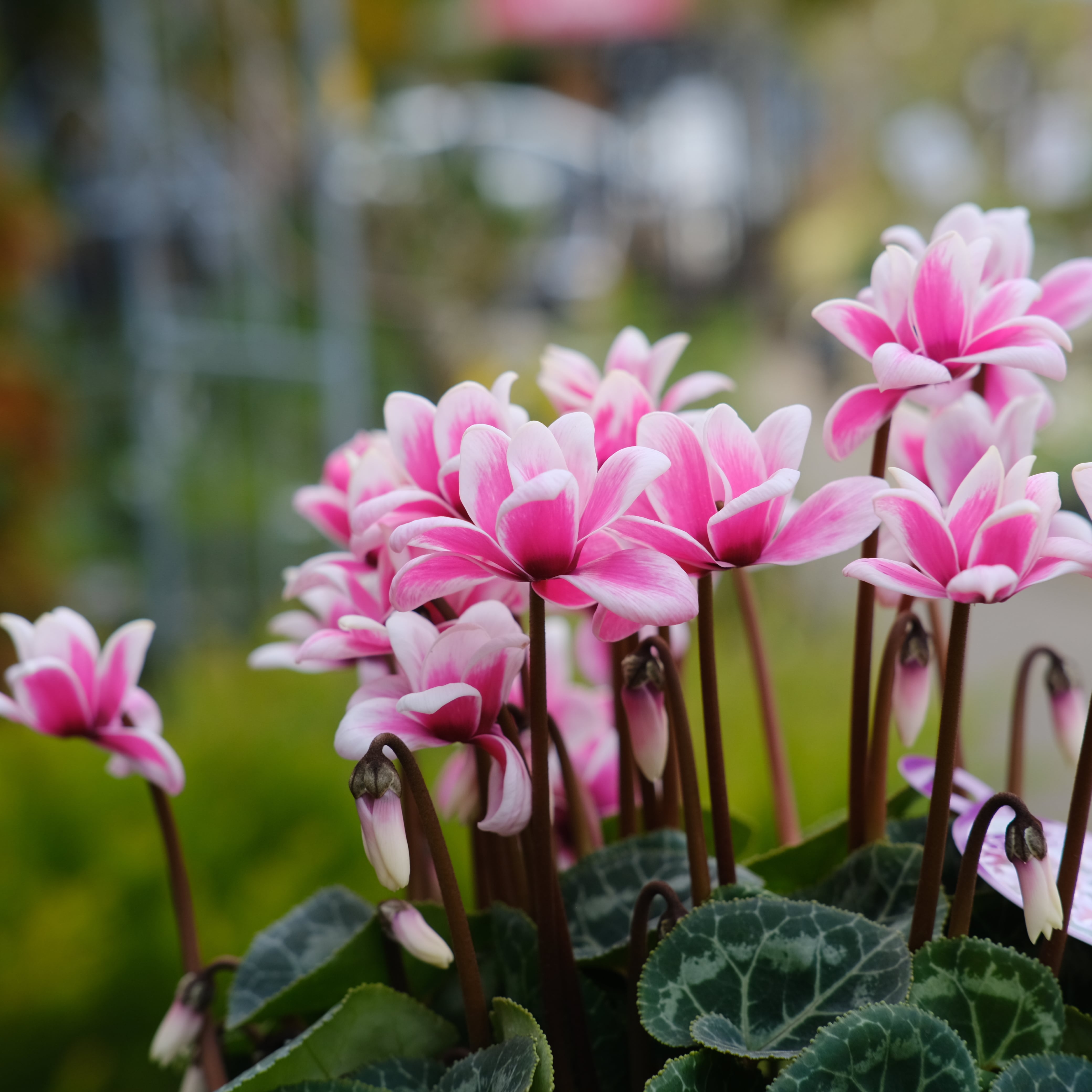 シクラメン チモシリーズ《 ピコティ 八重 》 | グリーンギャラリー