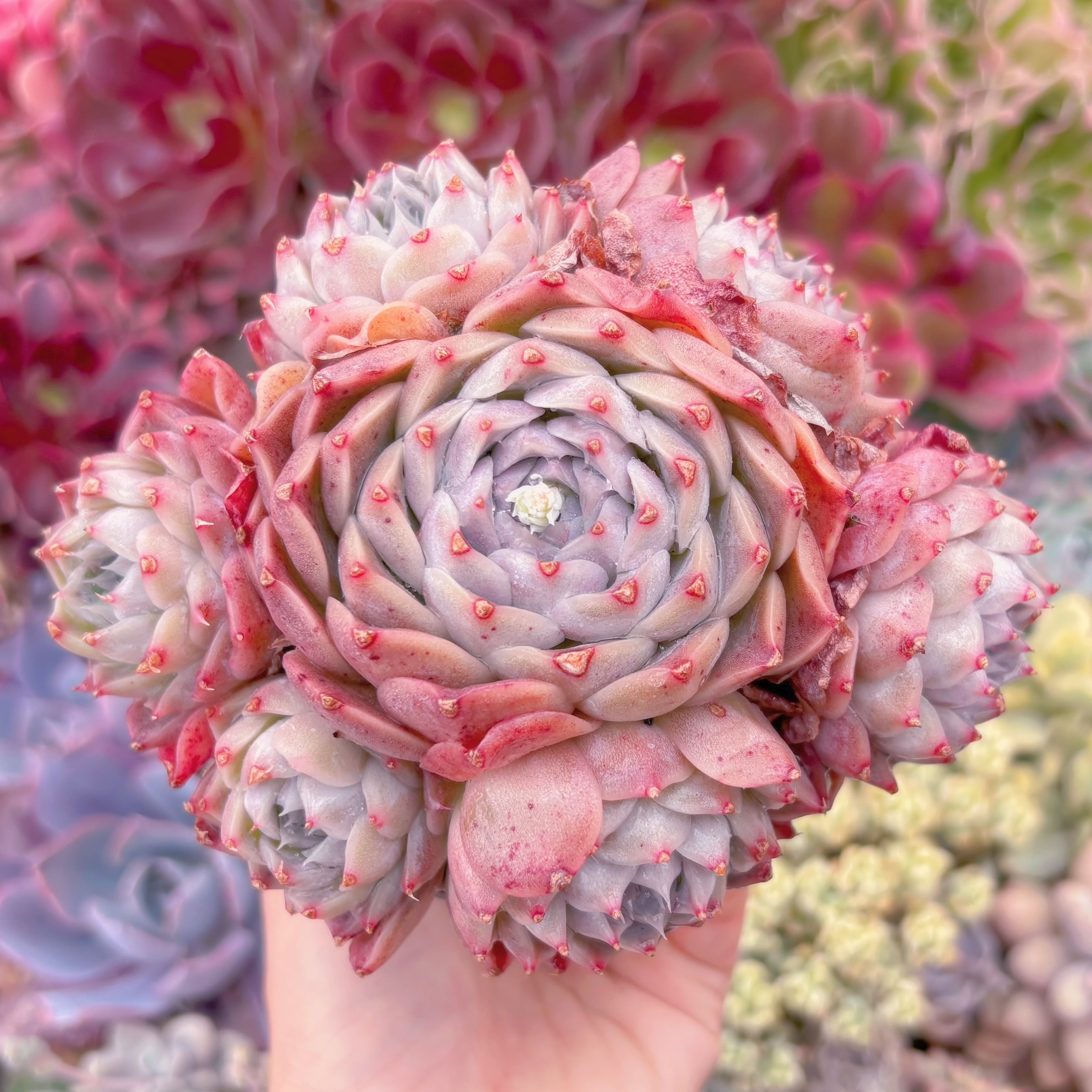 現品　沙羅姫#805　大群生　るる農園