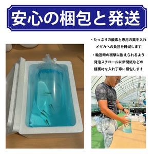 〖5匹＋補償1匹〗フロマージュ体外光 稚魚 1～1.5cm  無選別｜改良メダカ
