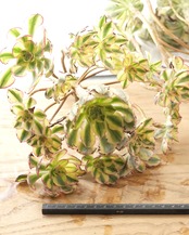 発根済カット苗 アエオニウム 太陽神 サンゴッド 大群生 Aeonium 'Sun God'